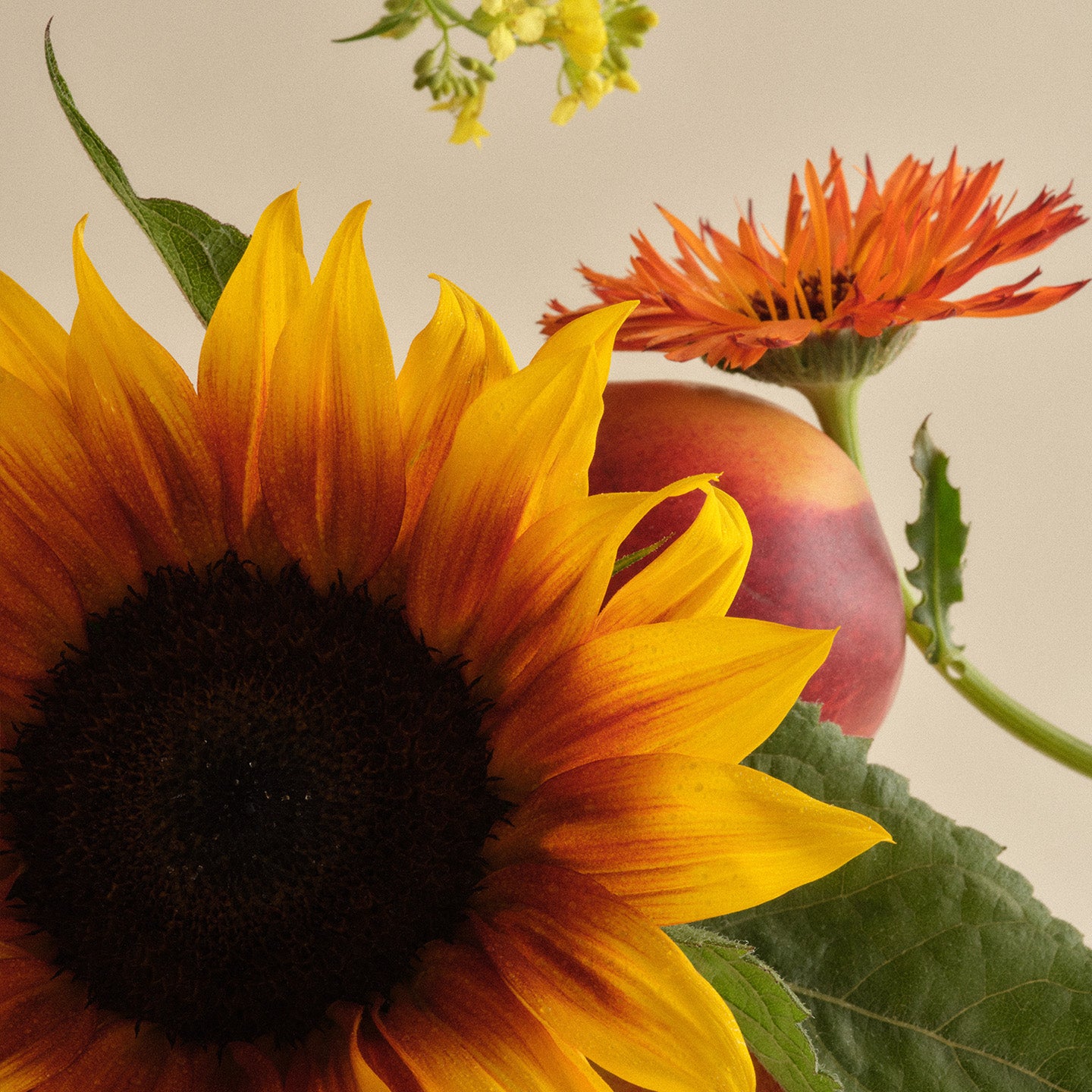 Sunflower ingredient collage for The Everything is Fine Balm